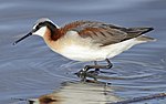 Thumbnail for Wilson's phalarope