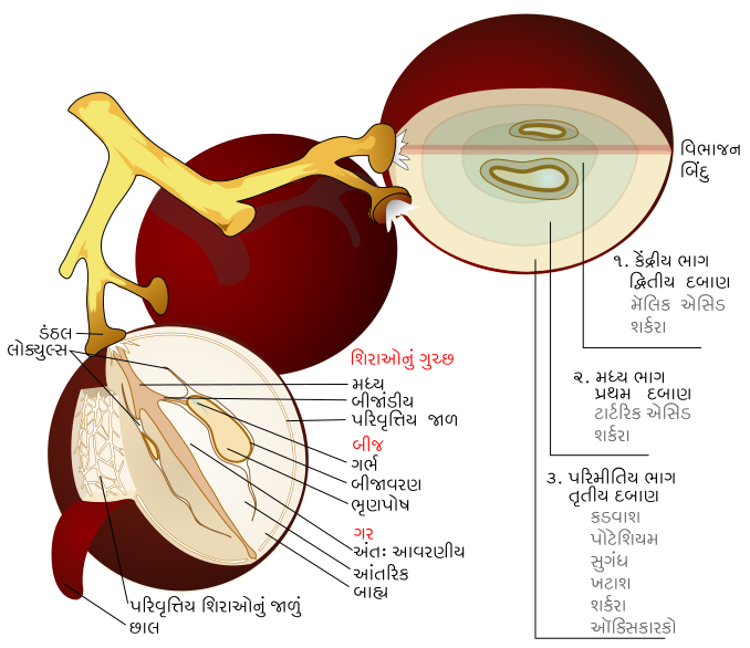 File:Wine grape diagram gu.svg