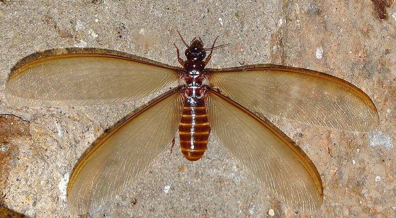 File:Winged Termite (= Alate) (Macrotermes mossambicus ?) (11691023983).jpg