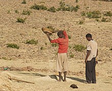 Winnowing grain: global warming will probably harm crop yields in low latitude countries like Ethiopia. Winnowing The Grain, Axum, Ethiopia (Detail) (3157508890).jpg