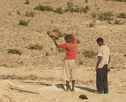 Winnowing grain: global warming will probably harm crop yields in low latitude countries like Ethiopia.