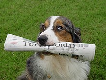 Uinston paper retriever.jpg