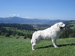Illustratives Bild des Tatra Shepherd-Artikels