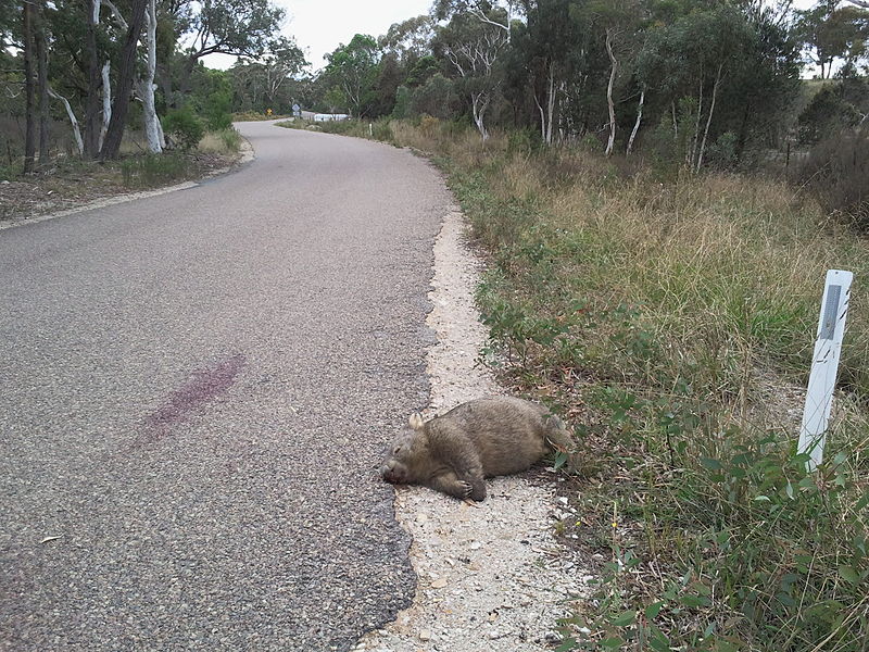 File:Wombat road-kill.jpg