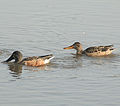 Eclipse male and female; Münster, Germany