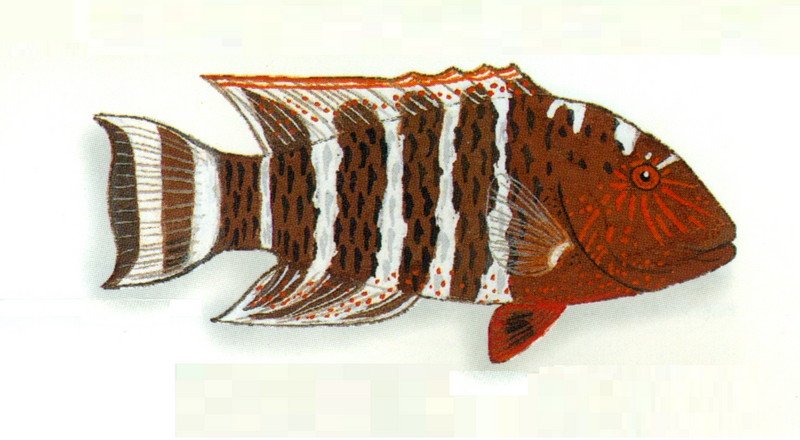 File:XRF-Cheilinus fasciatus.png