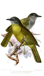 Thumbnail for Black-browed greenbul