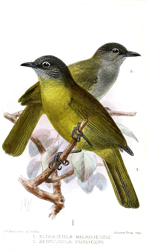 Xenocichla2Keulemans