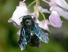 Xylocopa valga