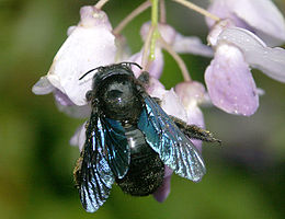 Mėlynoji bitė (Xylocopa valga)