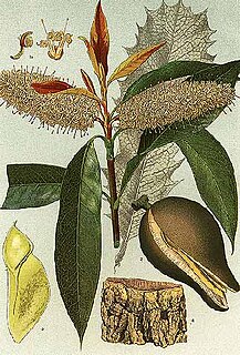 <i>Xylomelum</i> Genus of plants in the family Proteaceae native to Australia