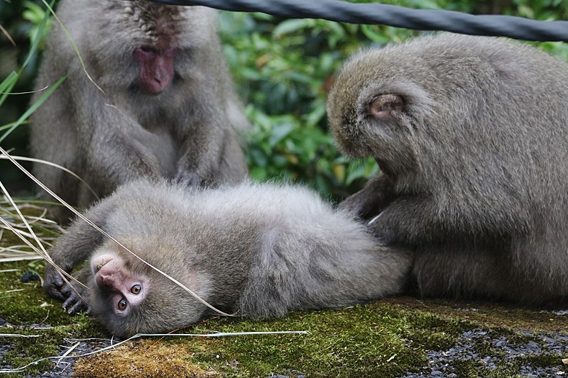 File:Yakushima macaques grooming each other.jpg