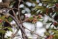 P001 山桜枝垂 Yamazakurashidare 花の写真