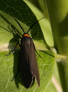 Joyful Holomelina (Virbia laeta)