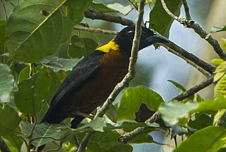 Yellow-mantled weaver species of bird