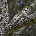 * Nomination Yellow wattlebird (Anthochaera paradoxa) --Charlesjsharp 10:32, 5 March 2024 (UTC) * Promotion  Support Good quality. --Ermell 11:09, 5 March 2024 (UTC)