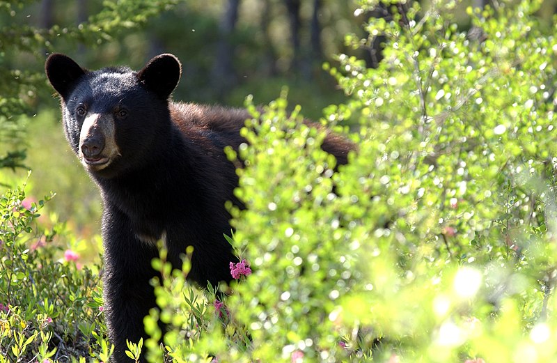 File:Young Black Bear Near My Camp (56968508).jpeg