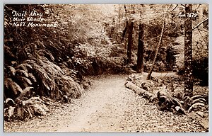 1679 - Trail Thru Muir Woods National Monument