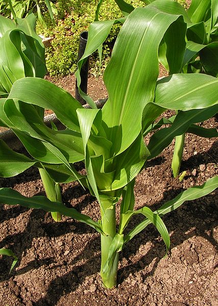 File:Zea mays20090613 199.jpg