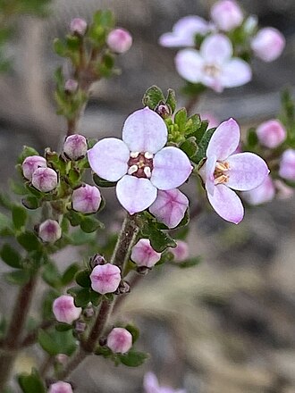 Pink form Zieria citriodora pink form.jpg