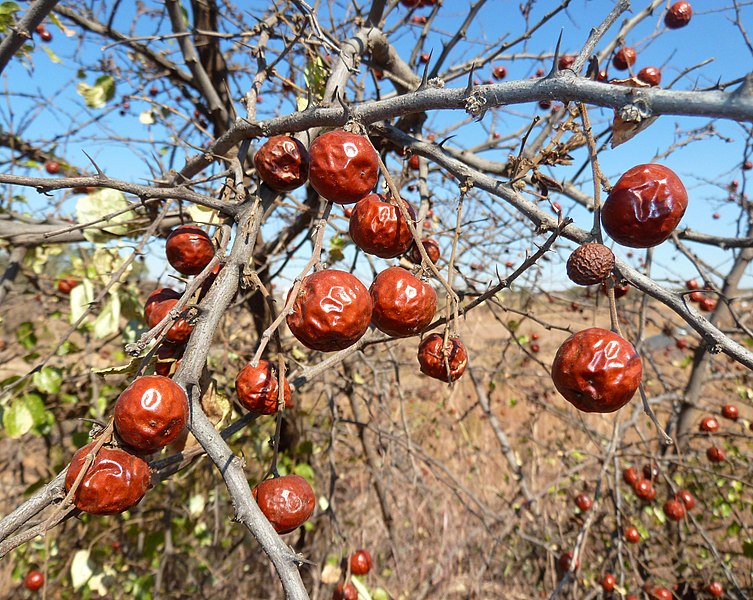 File:Ziziphus mucronata, vrugte, Laersdrif, c.jpg