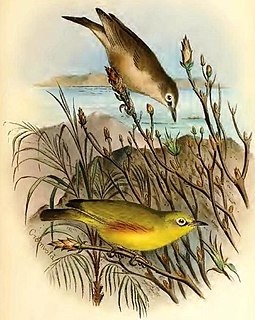 Marianne white-eye Extinct species of bird