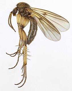 <i>Zygomyia</i> Genus of flies