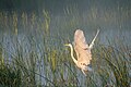 * Nomination Ardea alba in Chernihiv, Ukraine. By User:Alex Arendar --Luda.slominska 17:13, 4 July 2024 (UTC) * Decline  Oppose Lacks sharpness --Poco a poco 18:01, 4 July 2024 (UTC)