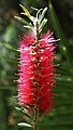 * Nomination Crimson Bottlebrush (Callistemon citrinus), Botanic Garden, Munich, Germany --Poco a poco 16:24, 16 December 2015 (UTC) * Promotion  Support Good quality. --XRay 16:29, 16 December 2015 (UTC)