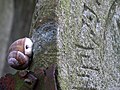 Čeština: Hlemýžď na náhrobku na židovském hřbitově u Kolodějí nad Lužnicí, okres České Budějovice English: Snail on a gravestone in the Jewish cemetery at the village of Koloděje nad Lužnicí, České Budějovice District, Czech Republic