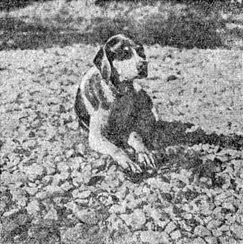Собака Арсеньева Альпа, съеденная его отрядом во время голодовки на реке Хуту в 1908 году.