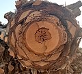 Trunk section from a palm tree (the date palm, Phoenix dactylifera).