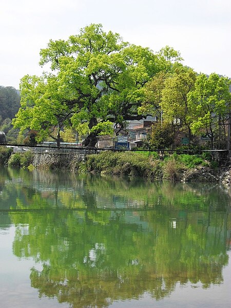 File:仙居村铁索桥上看苍树 - panoramio.jpg