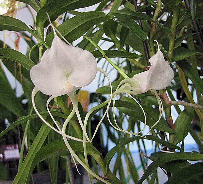 File:風蘭屬 Angraecum germinyanum -香港青松觀蘭花展 Tuen Mun, Hong Kong- (9229778520).jpg