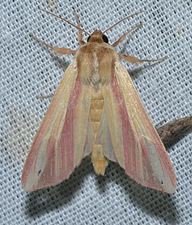 <i>Dargida rubripennis</i> The Pink-Streak