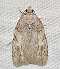 Thumbnail for Balsa (moth)