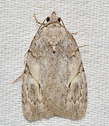 - 9664 - Balsa labecula - White-blotched Balsa Moth (47745004782).jpg