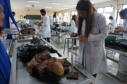 Medical student describes anatomical landmarks of a donated human cadaver.