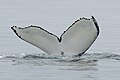 * Nomination Humpback whale tail (Megaptera novaeangliae) at Ísafjarðardjúp 3/6 --Giles Laurent 00:07, 21 April 2024 (UTC) * Promotion  Support Good quality. --Tagooty 02:42, 21 April 2024 (UTC)