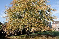 0 Havré - Prunus avium (1).JPG