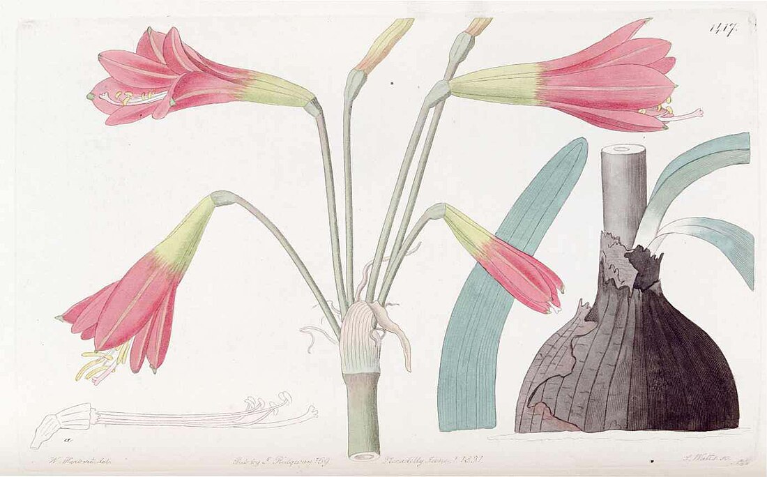 Zephyranthes phycelloides