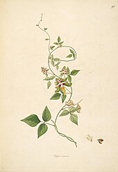 18th century illustration plants of the coast of Coromandel Coast India Flora Fruits Flowers (9).jpg