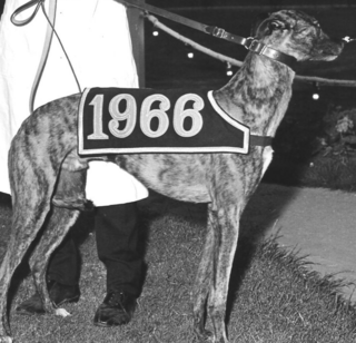 <span class="mw-page-title-main">1966 English Greyhound Derby</span>