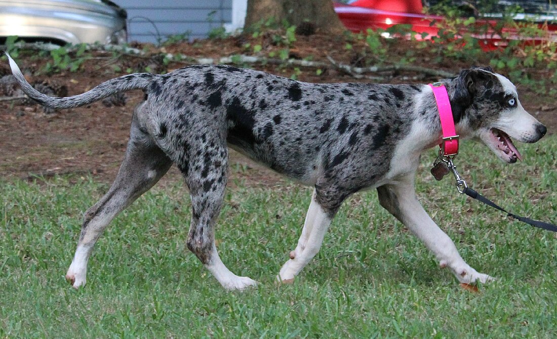 Merle (cães)