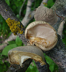 Pleurotus calyptratus 2008-05-03 Pleurotus calyptratus 1 24551 cropped.jpg