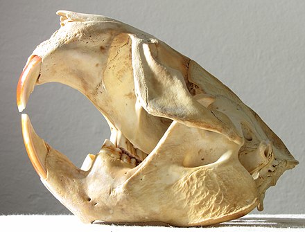 Skull of a North American Beaver found on San Francisco Bay shore