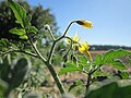 Solanum nigrum (Schwarzer Nachtschatten)