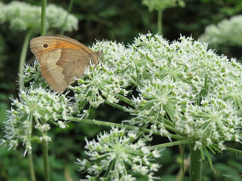 File:20130819Maniola jurtina on Angelica sylvestris3.jpg