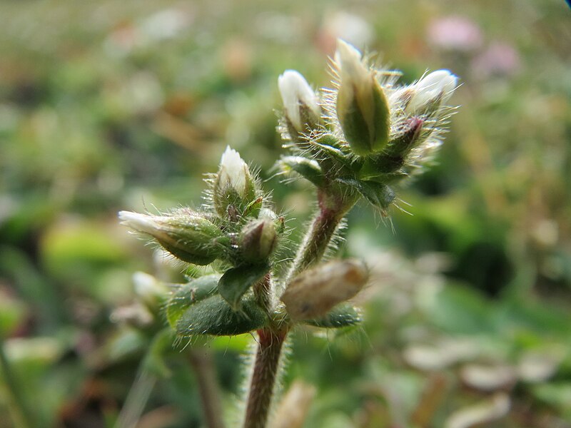 File:20150307Cerastium glomeratum2.jpg