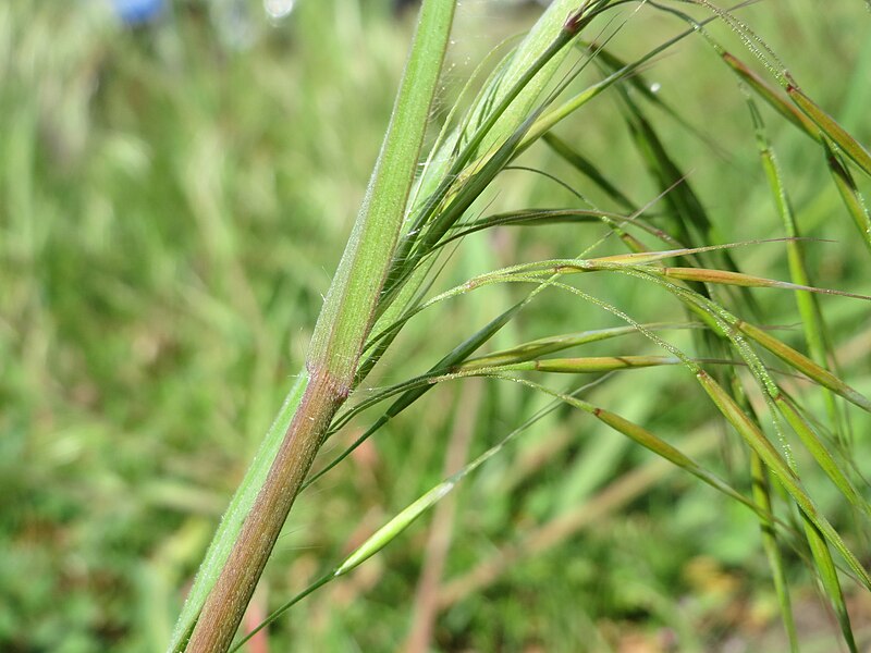 File:20150418Bromus sterilis06.jpg